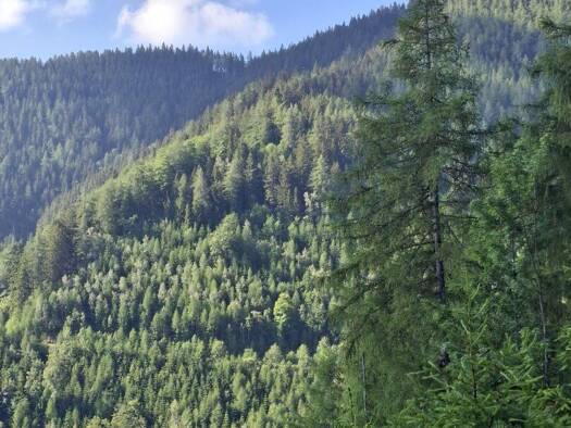 Forstwirtschaft zum Kauf 132.594 m² Grundstück Breitenau am Hochlantsch 8614