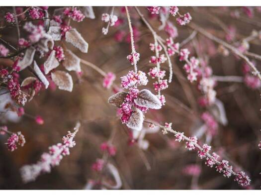 Terrassenwohnung zur Miete nur mit Wohnberechtigungsschein 533 € 2 Zimmer 59,8 m² 1. Geschoss frei ab sofort Schweizer Tal 44 Französisch Buchholz Berlin 13127