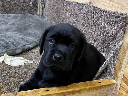 Einfamilienhaus zum Kauf provisionsfrei 469.999 € 5 Zimmer 154 m² 860 m² Grundstück Hohenstein-Ernstthal 09337