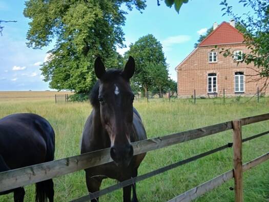 Bauernhaus zum Kauf 695.000 € 4 Zimmer 200 m² 34.314 m² Grundstück Leezen 19067