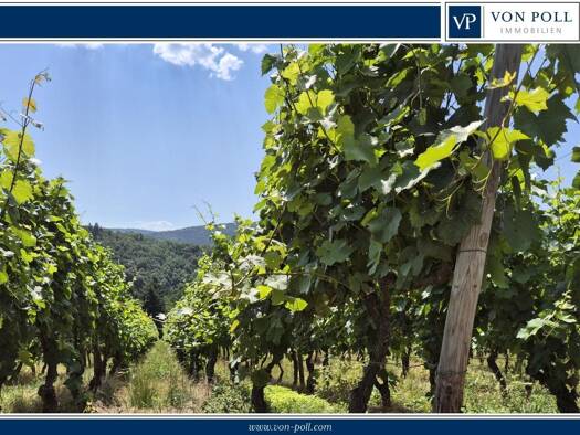 Weingut zum Kauf 12.632 m² Grundstück Walporzheim Bad Neuenahr-Ahrweiler 53474