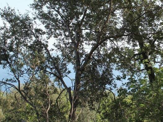 Grundstück zum Kauf 165.000 € 3.000 m² Grundstück Kreis Bar 85000