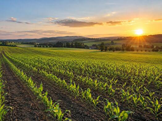 Landwirtschaftliche Fläche zum Kauf 1.301.097 € 61.957 m² Grundstück Altmünster 4813