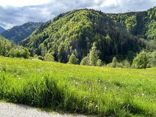 Grundstück zum Kauf 118.500 € 420 m² Grundstück St. Gallen 8933