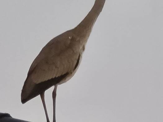 Gewerbeobjekt zum Kauf als Kapitalanlage geeignet 3.150.000 € Norderney 26548