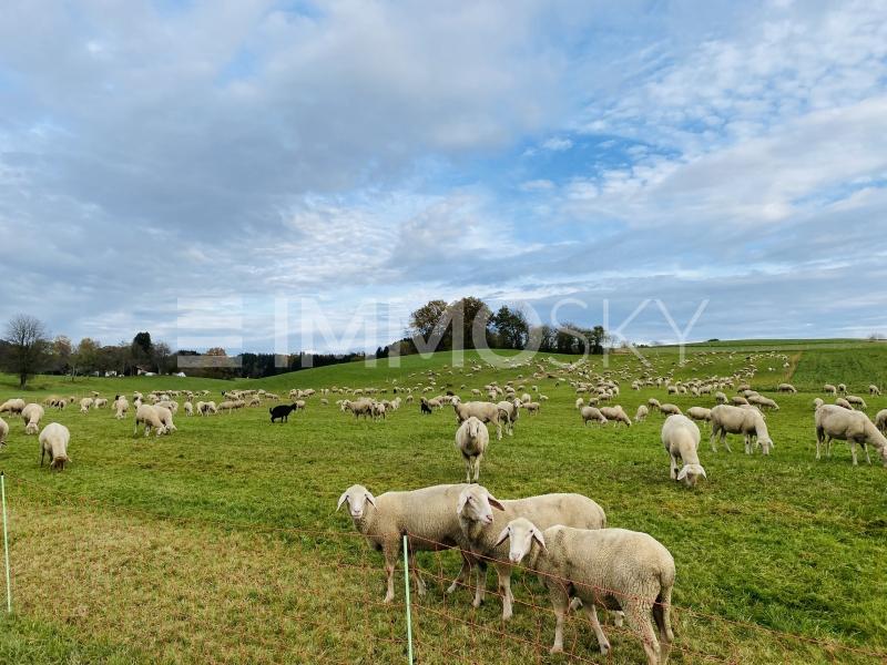 Grundstück zum Kauf 325.000 € 650 m²<br/>Grundstück Auerbach Horgau 86497