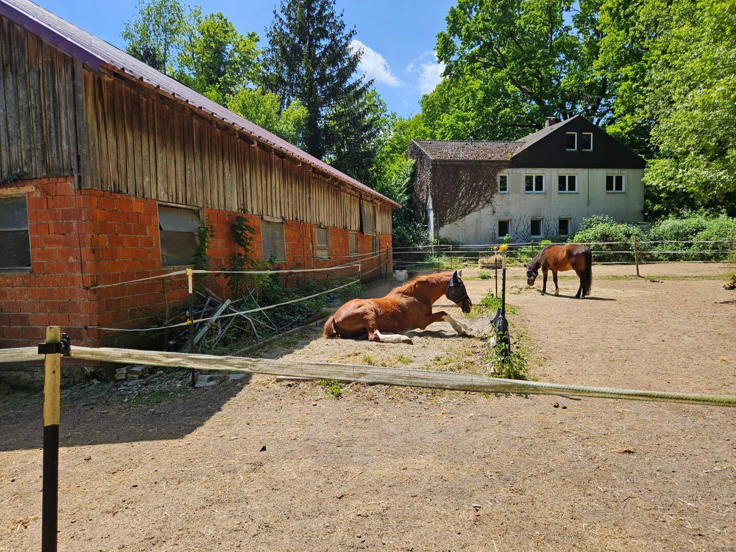 Reiterhof zum Kauf - Widok 6
