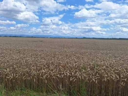 Grundstück zum Kauf 88.927 m² Grundstück frei ab sofort Thundorf Osterhofen 94486