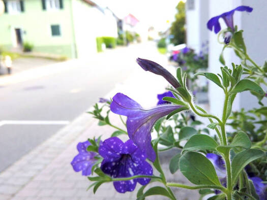 Mehrfamilienhaus zum Kauf 450.000 € 226 m² 215 m² Grundstück Gailingen 78262