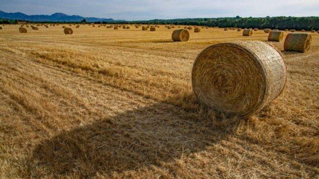 Grundstück zum Kauf 490.000 € 15.000 m² Grundstück Algaida 07210