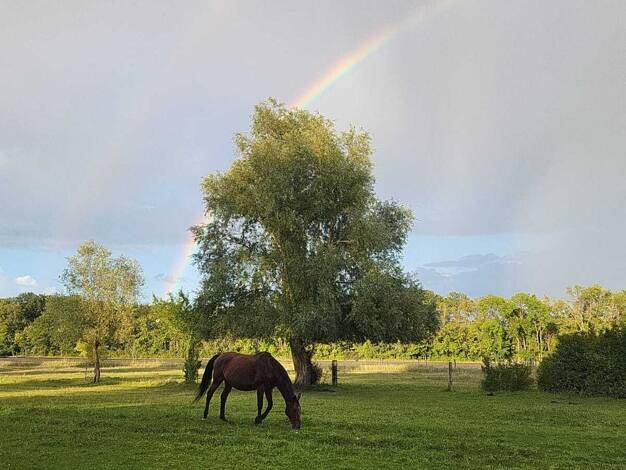Einfamilienhaus zum Kauf 830.000 € 9 Zimmer 230 m² 36.190 m² Grundstück Dallgow Dallgow-Döberitz 14624