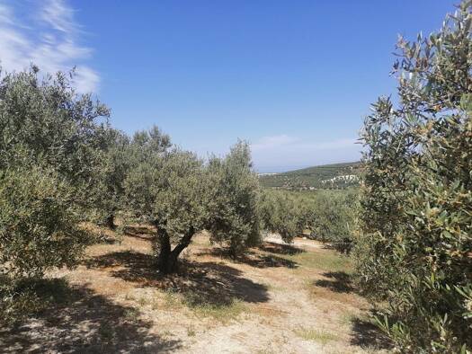 Grundstück zum Kauf 180.000 € 4.349 m² Grundstück Kreta Municipality of Platanias 730 06
