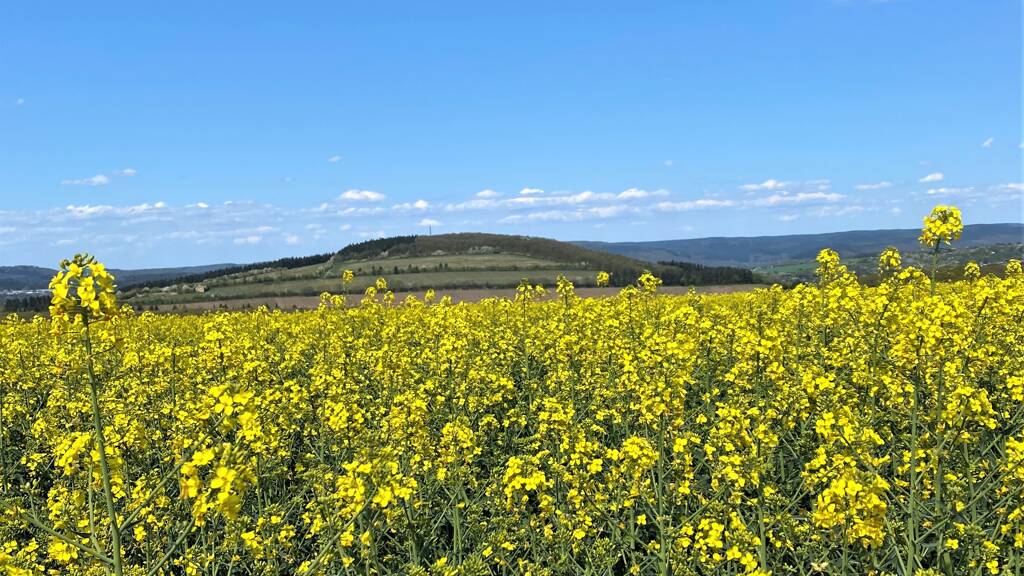 Grundstück zum Kauf provisionsfrei 34.900 € 699 m² Grundstück Dahlem 54636