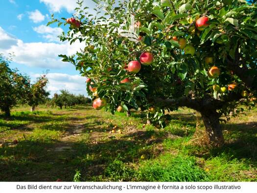 Grundstück zum Kauf 700.000 € 3.000 m² Grundstück via Palade Marling 39020