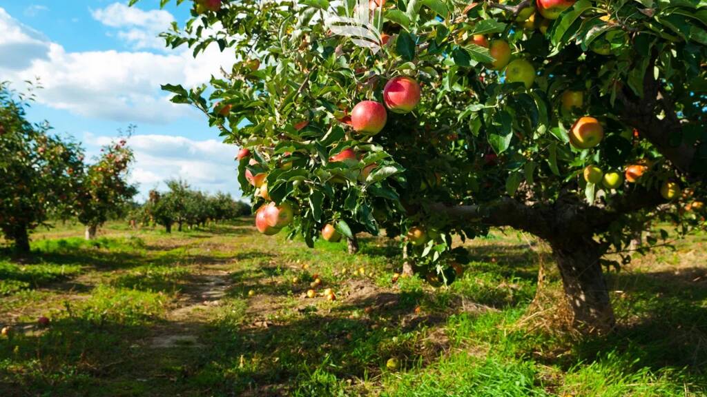 Grundstück zum Kauf 700.000 € 3.000 m² Grundstück via Palade Marling 39020