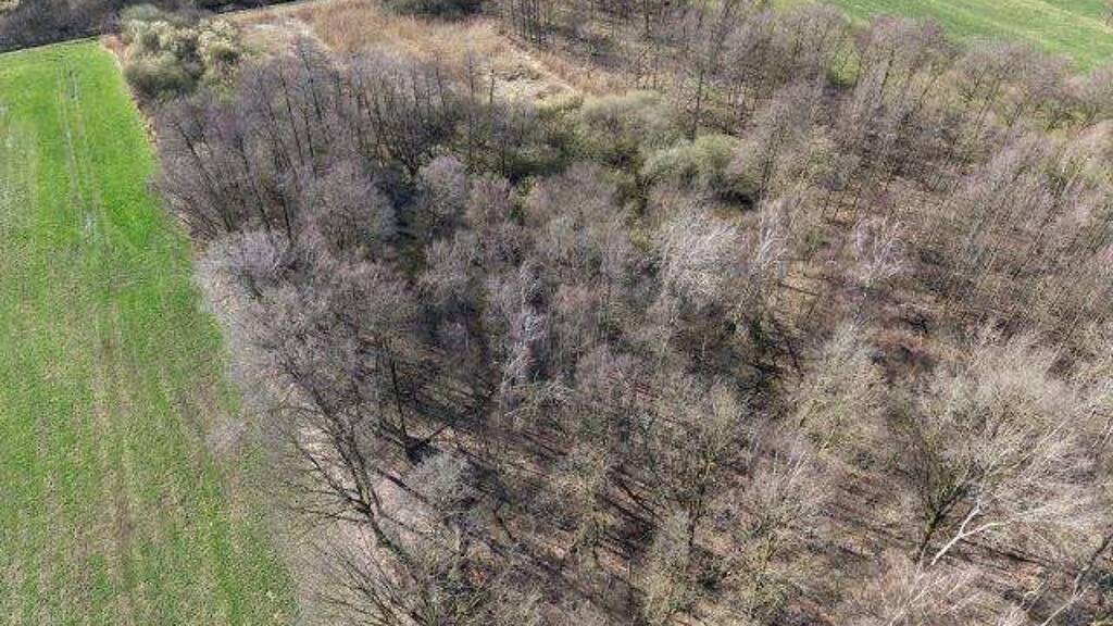 Forstwirtschaft zum Kauf 10.363 m² Grundstück Bramsche 49565