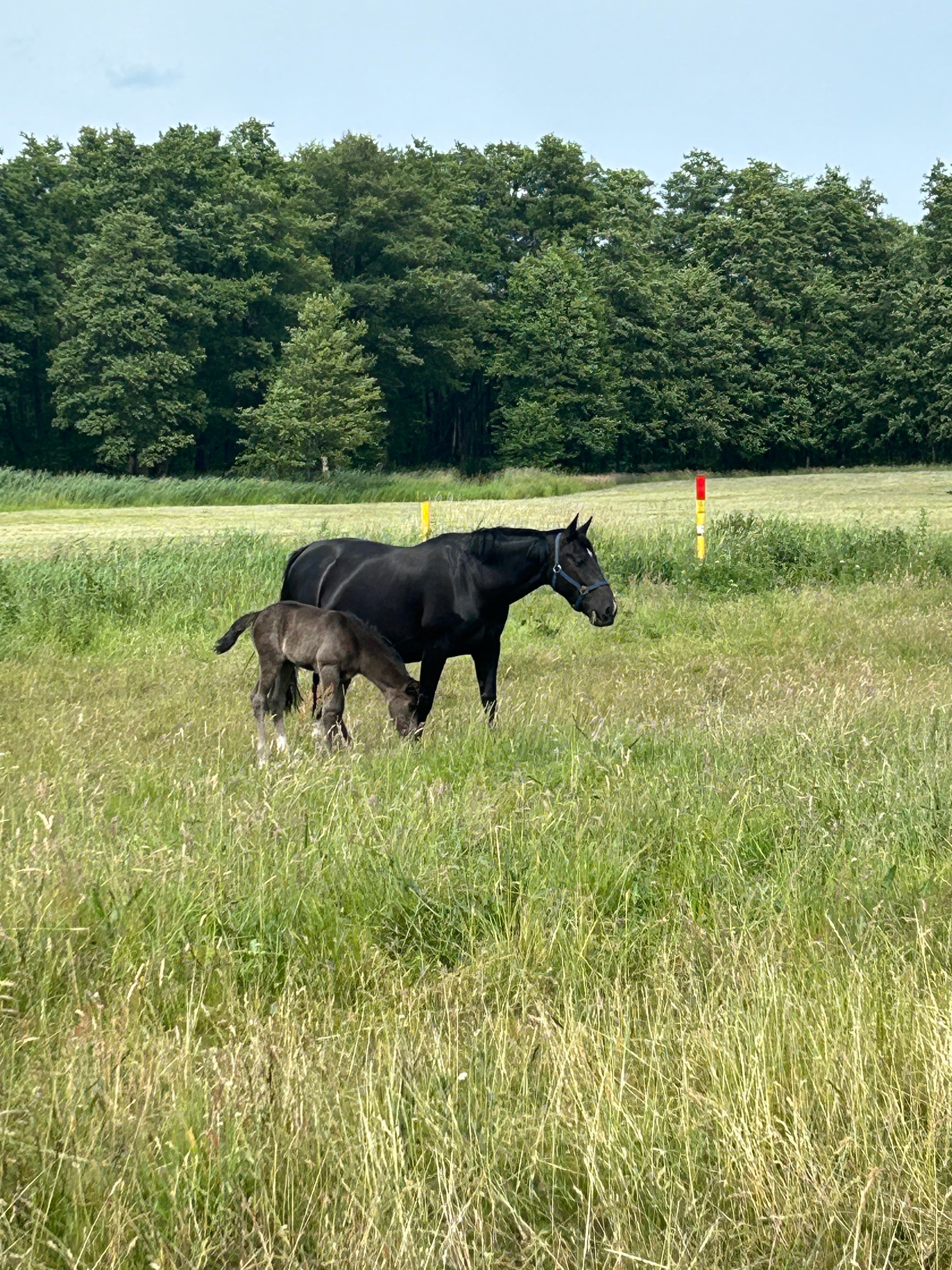 Landwirtschaftliche Fläche zum Kauf 234.000 € 130 m²<br/>Fläche 130.000 m²<br/>Grundstück Nähe Angermünde Kerkow Angermünde 16278