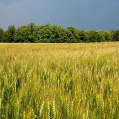 Landwirtschaftliche Fläche zum Kauf provisionsfrei 99.900 € 54.937 m² Grundstück Liebengrün Remptendorf 07368