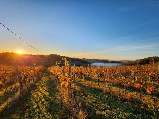 Land-/Forstwirtschaft zum Kauf 2.670.000 € 50.000 m² Grundstück Weichselbaum 8382