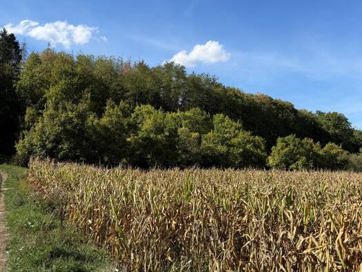 Grundstück zum Kauf 15.000 € 3.710 m² Grundstück Herbolzheim Herbolzheim 79336