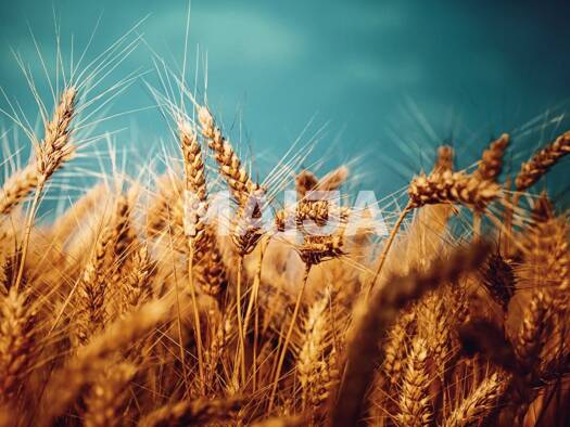 Land-/Forstwirtschaft zum Kauf 2.300.000 € 9.923.100 m² Grundstück Sidgunda 2152