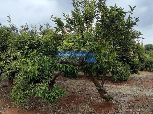 Acker-/Waldstück zum Kauf 169.000 € Sagunt / Sagunto 46500