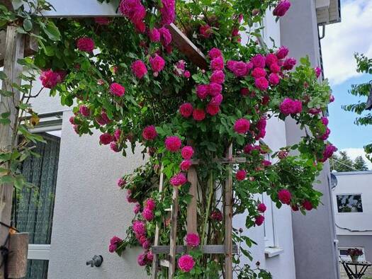 Maisonette zur Miete 1.300 € 3,5 Zimmer 115 m² 2 Geschosse frei ab 01.01.2026 Walddorf Walddorfhäslach 72141