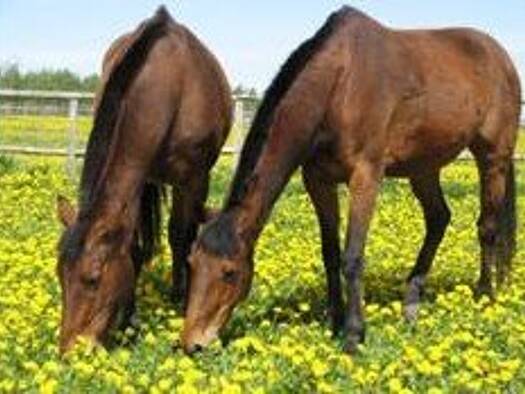 Grundstück zur Miete provisionsfrei 50.000 m² Grundstück Seeburg Dallgow-Döberitz 14624
