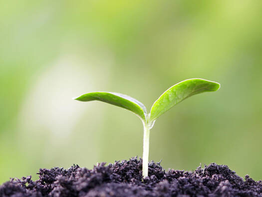 Grundstück zum Kauf 60.000 € 467 m² Grundstück Zwebendorf Landsberg 06188