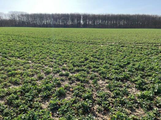 Land-/Forstwirtschaft zum Kauf 145.000 € 10.431 m² Grundstück Kerpen Kerpen / Türnich 50169