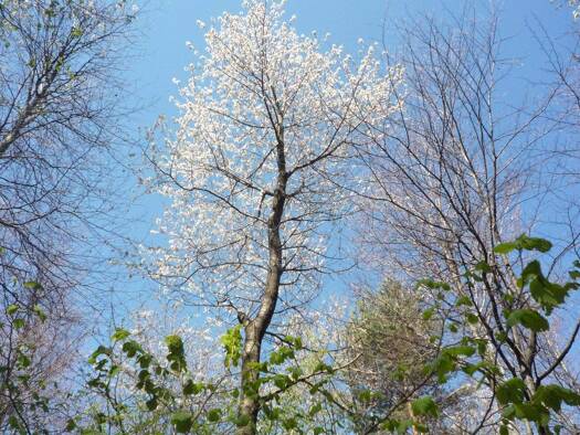 Wohnung zum Kauf 825.000 € 3 Zimmer 109 m² frei ab sofort Mitte Berlin 10179