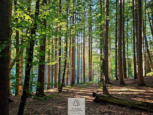 Forstwirtschaft zum Kauf 209.000 € 30.485 m² Grundstück Bruck Weyarn 83629