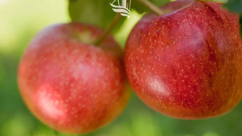 Grundstück zum Kauf 661.050 € 10.172 m² Grundstück Nals 39010