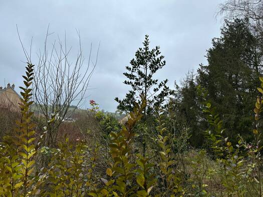 Grundstück zum Kauf 49.000 € 528 m² Grundstück Village-La Cité-Vergers Kerbach 57460