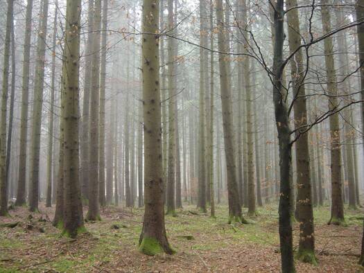 Forstwirtschaft zum Kauf Innenstadt Regensburg 93047