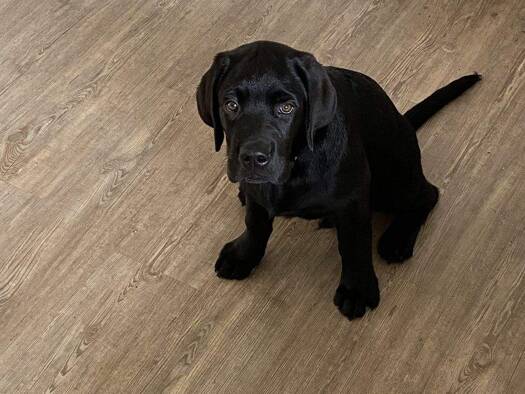 Einfamilienhaus zum Kauf provisionsfrei 469.999 € 5 Zimmer 154 m² 860 m² Grundstück Hohenstein-Ernstthal 09337