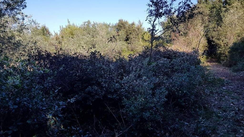 Land-/Forstwirtschaft zum Kauf 19.640 € Centar