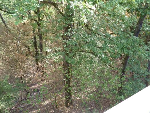 Land-/Forstwirtschaft zum Kauf provisionsfrei 2.900 € 1.815 m² Grundstück Bremm 56814