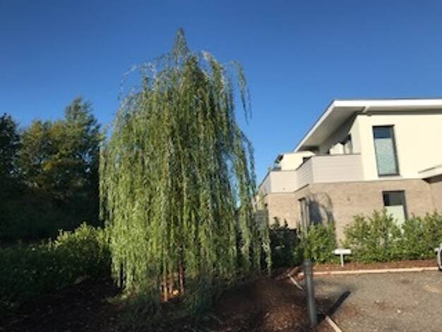 Terrassenwohnung zur Miete 850 € 2 Zimmer 60 m² Geschoss EG/1 frei ab sofort Winsener Landstraße 16 Roydorf Winsen (Luhe) 21423