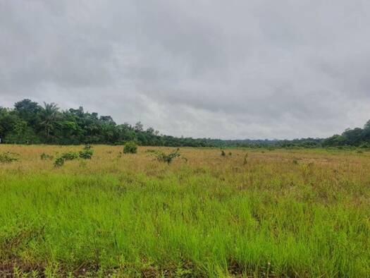 Grundstück zum Kauf 69.900 € 9.999.999 m² Grundstück Presidente Figueiredo 69735000