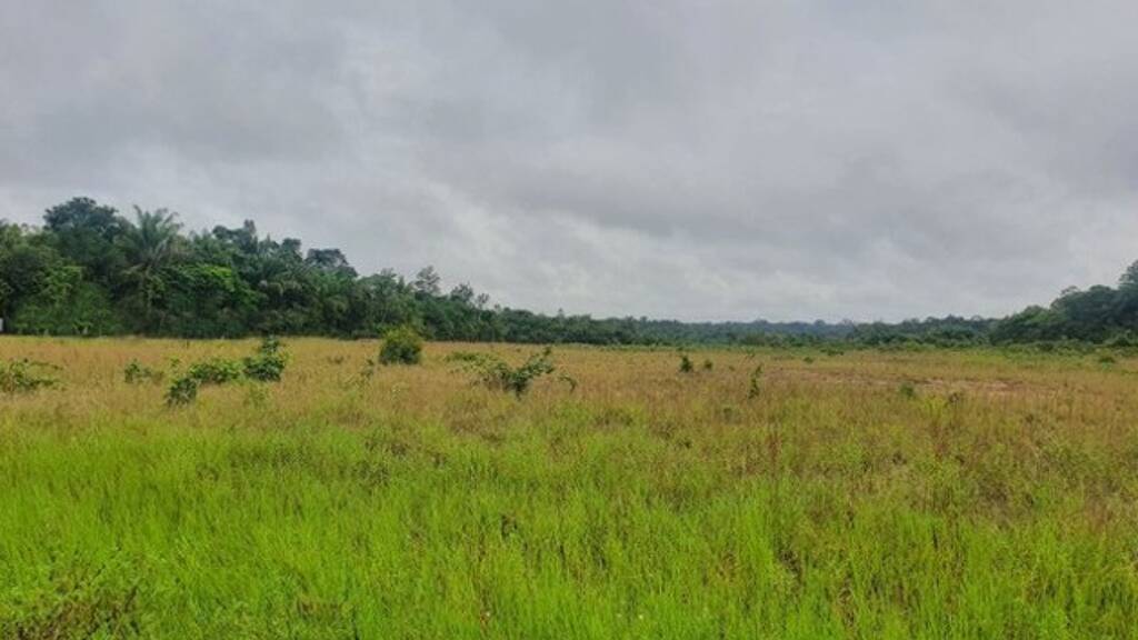 Grundstück zum Kauf 69.900 € 9.999.999 m² Grundstück Presidente Figueiredo 69735000