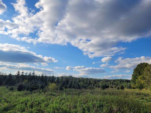 Forstwirtschaft zum Kauf 45.000 € 28.378 m² Grundstück Grüneberg Löwenberger Land-Grüneberg 16775