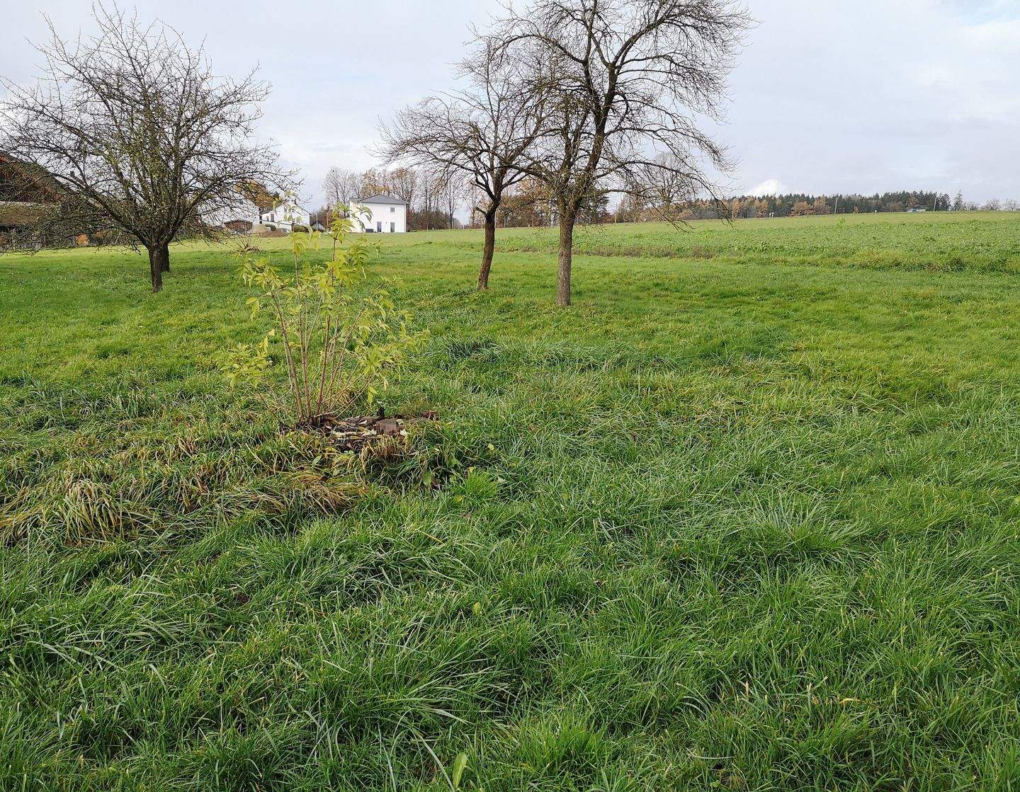 Immobilie in Pentling - Neubau von 4 Doppelhaushälften in Seedorf - Pentling - Bild 1