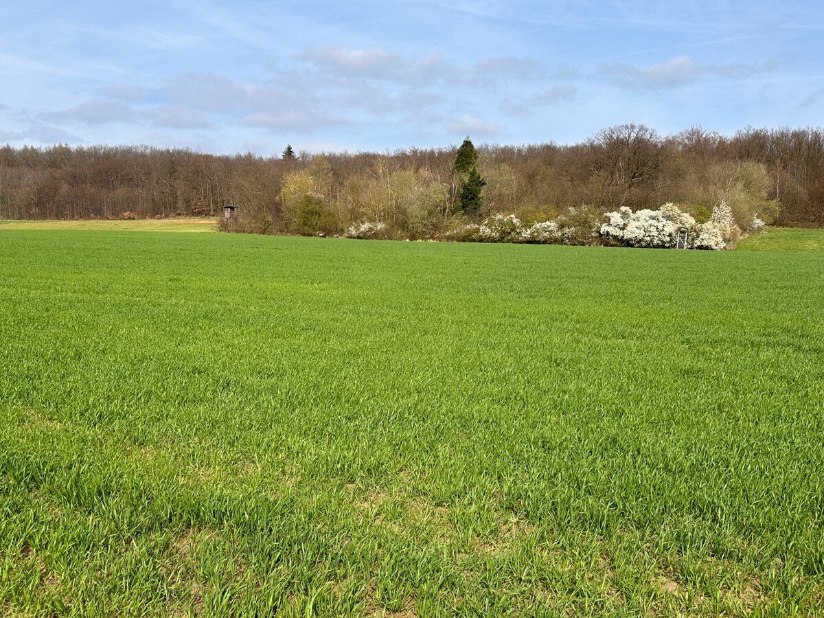 Land-/Forstwirtschaft zum Kauf 440.000 € 54.904 m²<br/>Grundstück Miel Swisttal / Buschhoven 53913