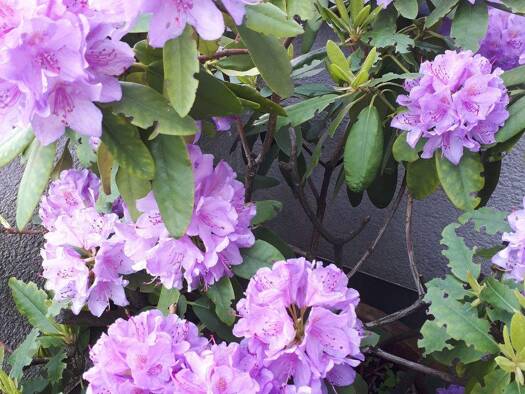 Einfamilienhaus zum Kauf 490.000 € 4 Zimmer 95 m² 779 m² Grundstück frei ab sofort Eiche Potsdam 14469