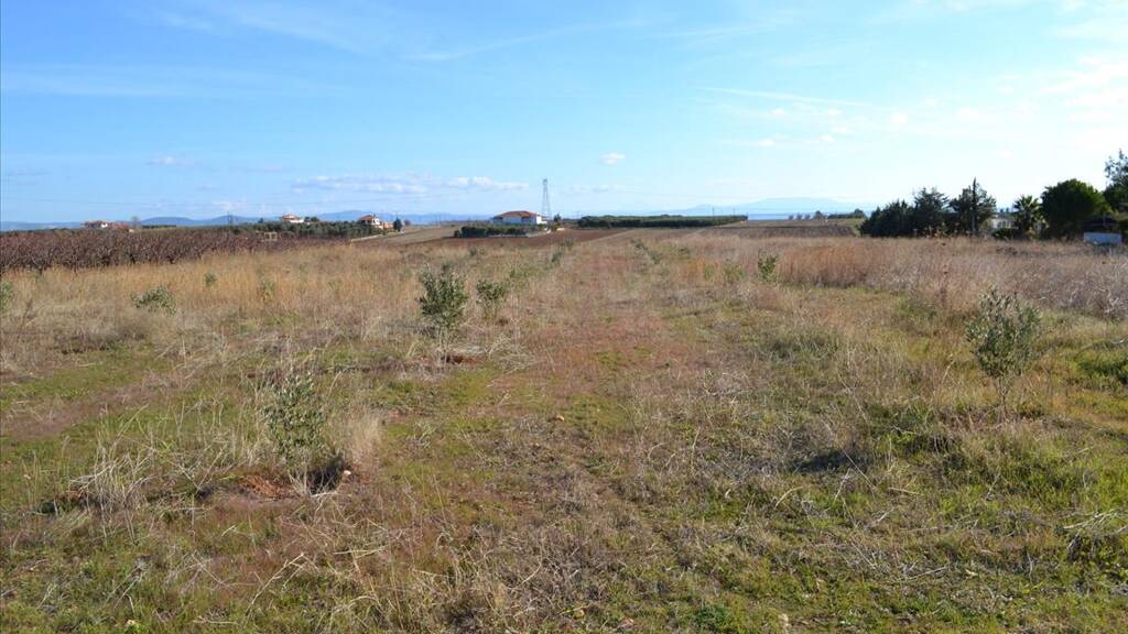 Land-/Forstwirtschaft zum Kauf 160.000 € 10.000 m² Grundstück Chalkidiki