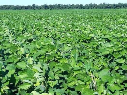 Land-/Forstwirtschaft zum Kauf 28.000.000 $ 175.000.000 m² zona agua dulce 61