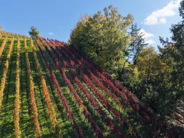 Land-/Forstwirtschaft zum Kauf 7.950 € 812 m² Grundstück Flurstück: 706 Waldkirch Waldkirch / Buchholz 79183