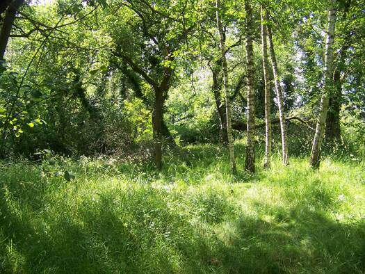 Grundstück zum Kauf 72.000 € 1.800 m² Grundstück Großharthau-Schmiedefeld Großharthau 01909