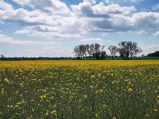 Wohnung zur Miete 300 € 2 Zimmer 48 m² Geschoss 2/3 frei ab 01.07.2026 Gessiner Straße Basedow 17139